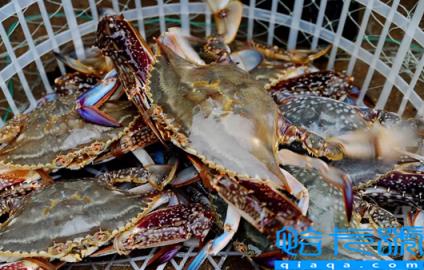 梭子蟹凉了还需要加热吗(梭子蟹凉了怎么加热才好吃)