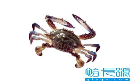 梭子蟹顺丰快递的话能活多久(顺丰快递梭子蟹能活几天)