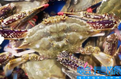 梭子蟹顺丰快递的话能活多久(顺丰快递梭子蟹能活几天)