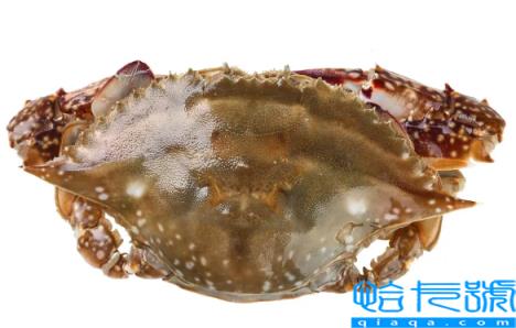 梭子蟹可以寄顺丰快递吗(梭子蟹发顺丰空运能活吗)