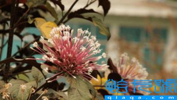 2022国庆去西双版纳冷了吗(国庆去西双版纳人多吗)