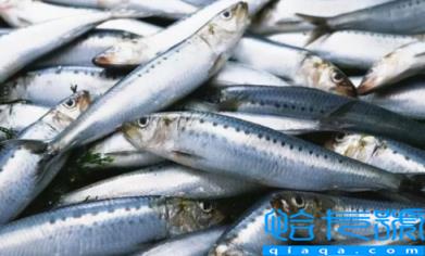 6000元一斤的长江刀鱼真的存在吗(刀鱼和秋刀鱼哪个贵)