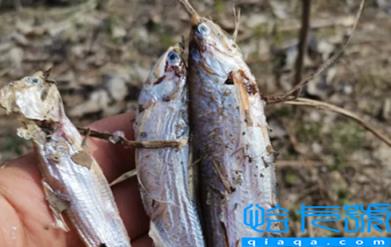 6000元一斤的长江刀鱼真的存在吗(刀鱼和秋刀鱼哪个贵)