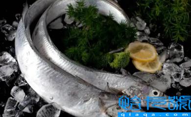 6000元一斤的长江刀鱼真的存在吗(刀鱼和秋刀鱼哪个贵)