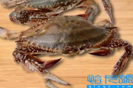梭子蟹在运输过程中死了还能吃吗(梭子蟹运过来死了可以吃吗)