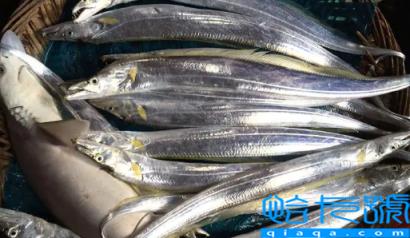刀鱼长什么样子图片(刀鱼目前市场价多少一斤2022)