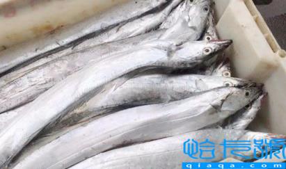 刀鱼长什么样子图片(刀鱼目前市场价多少一斤2022)