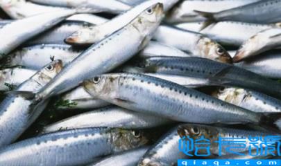 刀鱼长什么样子图片(刀鱼目前市场价多少一斤2022)