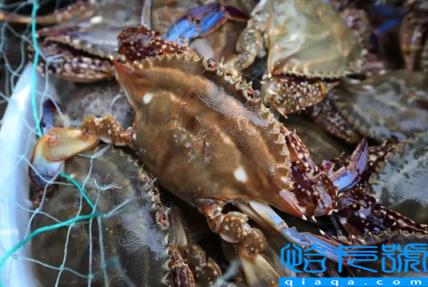 坐飞机可以带梭子蟹吗(梭子蟹可以飞机托运吗)