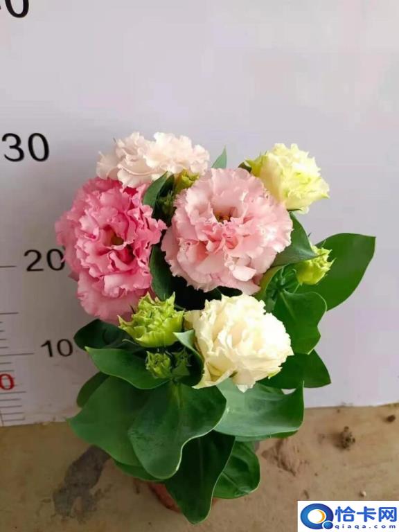 洋桔梗的花语是什么(洋桔梗的花语和寓意)