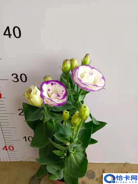 洋桔梗的花语是什么(洋桔梗的花语和寓意)