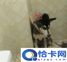 有哪些好用的男士洗发水值得推荐买(有没有好用的男士洗发水推荐)