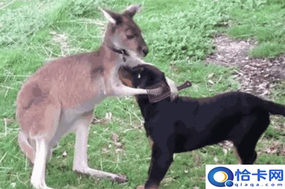 有哪些好用的男士洗发水值得推荐买(有没有好用的男士洗发水推荐)