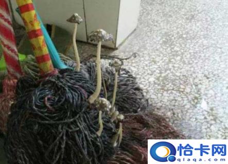 家庭好用的拖把是哪一种(哪种拖把好用,家里用的)