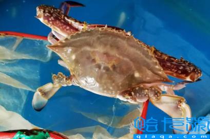 梭子蟹黄多还是大闸蟹黄多(梭子蟹和大闸蟹哪个黄多)