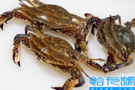 梭子蟹黄多还是大闸蟹黄多(梭子蟹和大闸蟹哪个黄多)