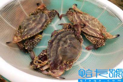 梭子蟹青壳还是黄壳好(梭子蟹青壳和黄壳有什么区别)