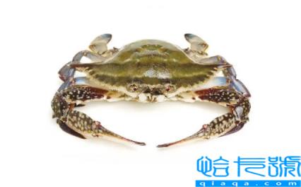 梭子蟹的蟹黄在哪里(梭子蟹蟹黄在螃蟹的哪个位置)
