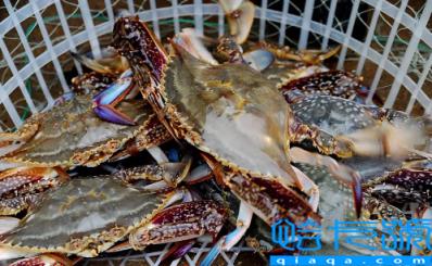 梭子蟹的蟹黄在哪里(梭子蟹蟹黄在螃蟹的哪个位置)