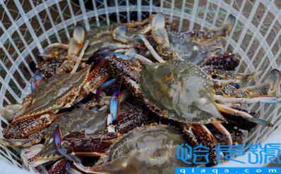 梭子蟹什么颜色是肥的(梭子蟹哪种颜色最好吃)