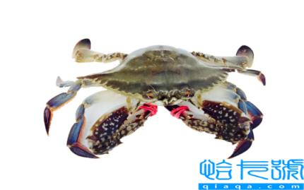 梭子蟹怎么看空不空壳(梭子蟹空壳了还能吃吗)