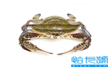 梭子蟹带籽的好还是不带籽的好(梭子蟹有籽的好还是无籽的好)
