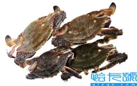 梭子蟹带籽的好还是不带籽的好(梭子蟹有籽的好还是无籽的好)