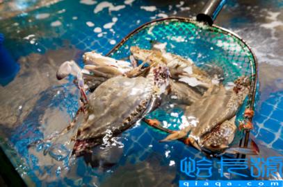 梭子蟹带籽的好还是不带籽的好(梭子蟹有籽的好还是无籽的好)