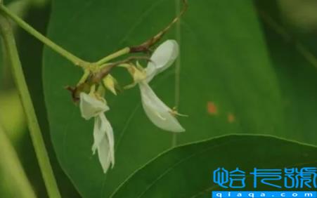 苏花的功效与作用(苏花有什么禁忌)