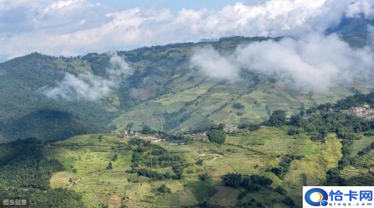 普洱茶属于什么茶(普洱茶的特点)