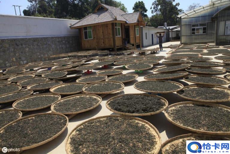 普洱茶属于什么茶(普洱茶的特点)