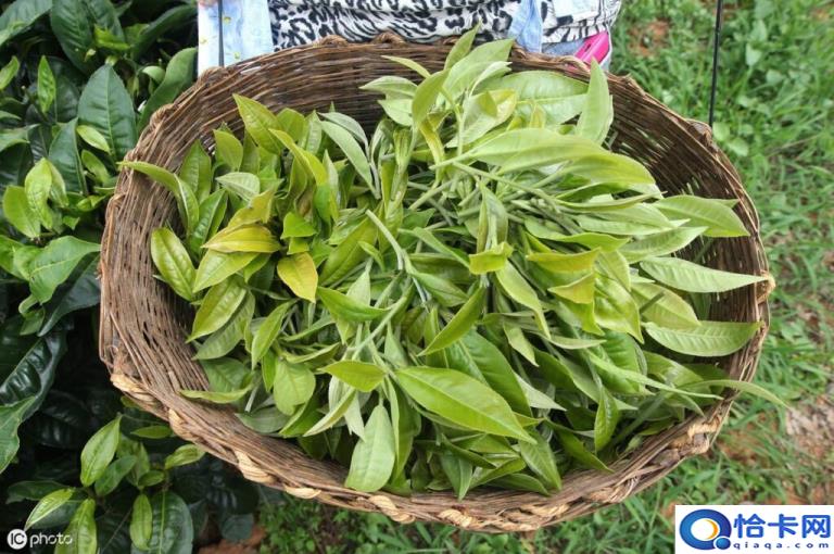 普洱茶属于什么茶(普洱茶的特点)