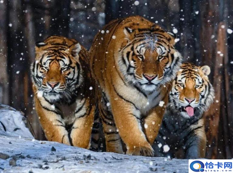 刀头舔蜜什么意思(刀头舔蜜的典故)