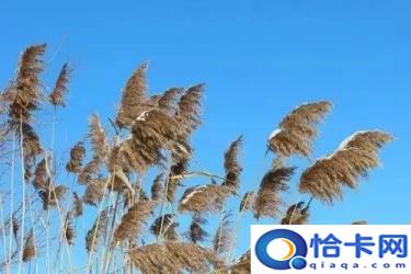 风禾尽起什么意思(风禾尽起的成语释义)