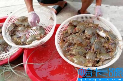 网购梭子蟹品质有保证吗(网购梭子蟹品质怎么样)