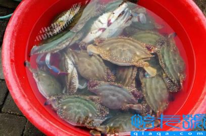 网上买梭子蟹为什么都是冷冻的(网购梭子蟹怎么都是冷冻的)