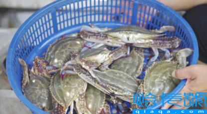 网上买梭子蟹是活的还是死的(网上买梭子蟹是活的吗)