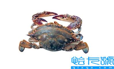 梭子蟹在网上买还是市场买(梭子蟹在哪里买便宜又好吃)