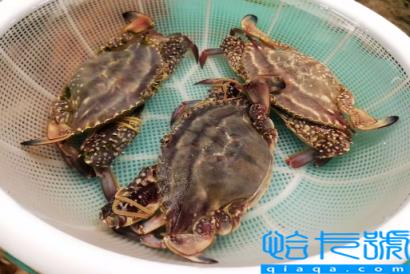 梭子蟹在网上买还是市场买(梭子蟹在哪里买便宜又好吃)