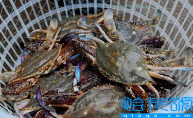 梭子蟹在网上买还是市场买(梭子蟹在哪里买便宜又好吃)