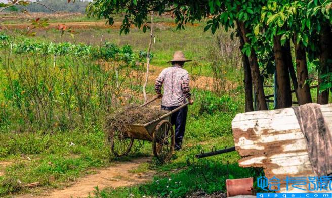 凤凰男什么意思啊(凤凰男的八大特征详解)