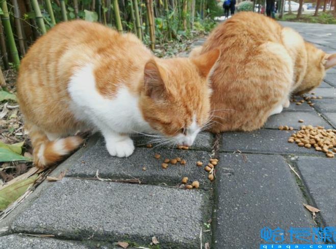 公猫做绝育的好处和坏处(了解了3大利弊，再决定是否绝育)