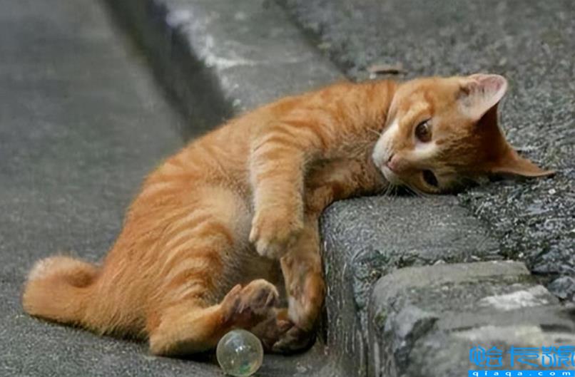 公猫做绝育的好处和坏处(了解了3大利弊，再决定是否绝育)