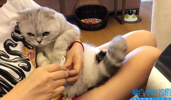 公猫做绝育的好处和坏处(了解了3大利弊，再决定是否绝育)