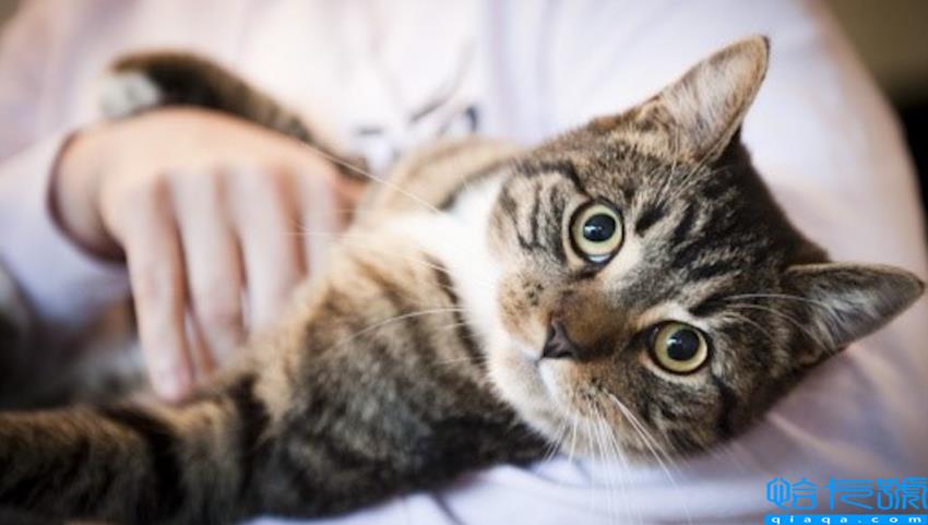 公猫做绝育的好处和坏处(了解了3大利弊，再决定是否绝育)