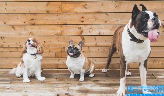 狗一岁相当于人的几岁(最新的年龄换算公式)