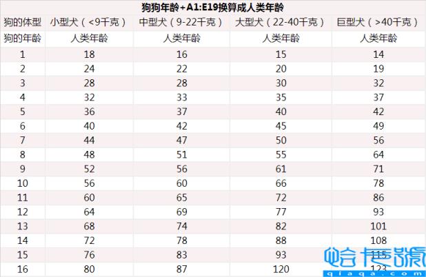 狗一岁相当于人的几岁(最新的年龄换算公式)