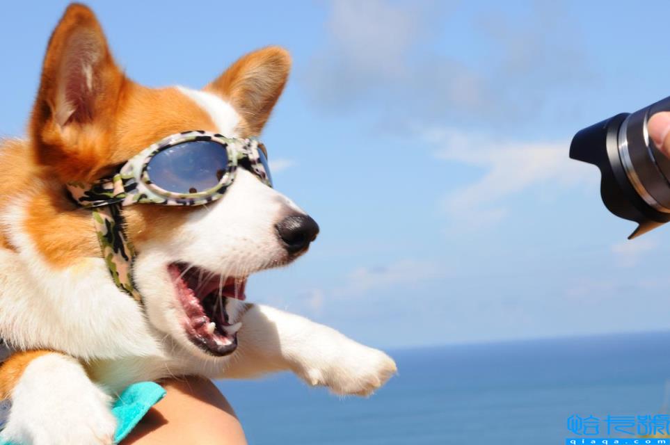 狗一岁相当于人的几岁(最新的年龄换算公式)