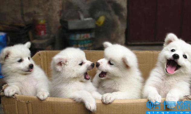 狗一岁相当于人的几岁(最新的年龄换算公式)