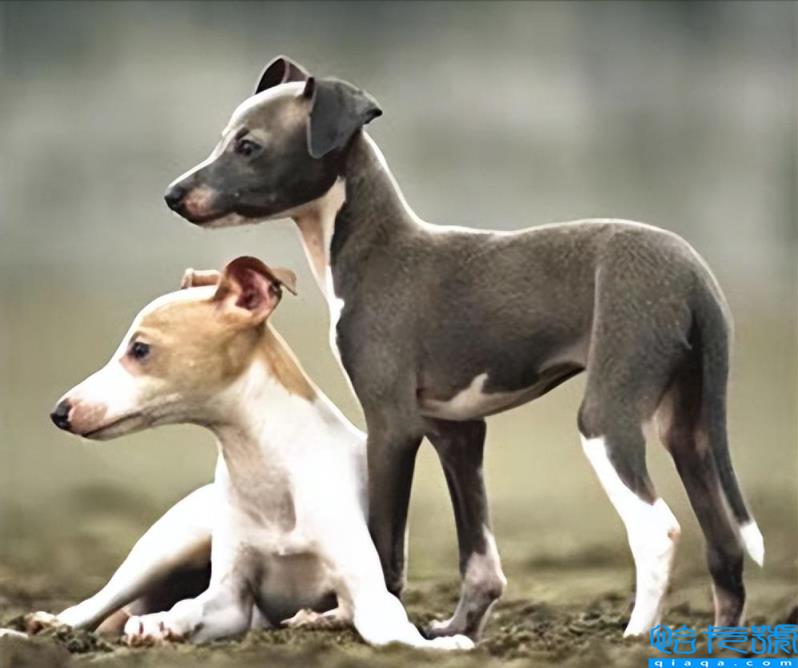 狗一岁相当于人的几岁(最新的年龄换算公式)